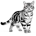 猫種から選ぶ