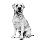 犬種から選ぶ