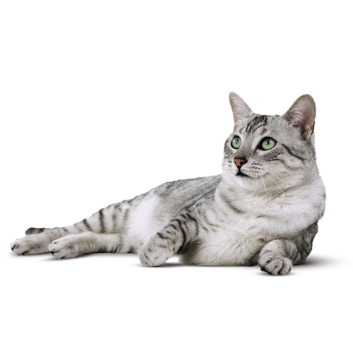 猫室内飼育用