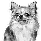 チワワ