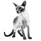 室内で生活する猫用