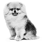 室内で生活する犬用