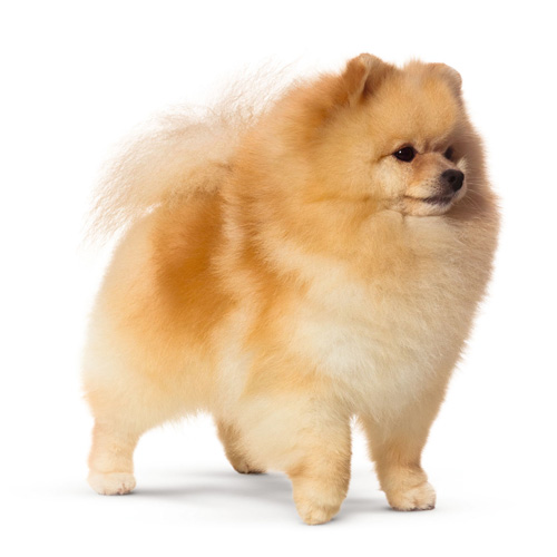 犬室内飼育用