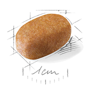 マルチーズ