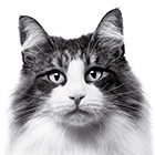 ノルウェージャン フォレスト キャット