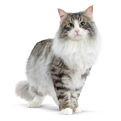 ノルウェージャン フォレスト キャット