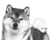 柴犬