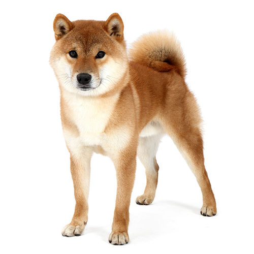 柴犬