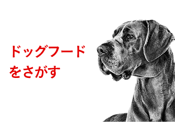 ドッグフード